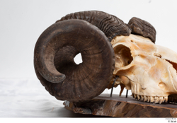  Skull Mouflon Ovis orientalis 